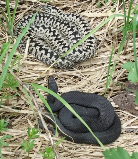 Naturerlebnis im Arrisrieder Moos