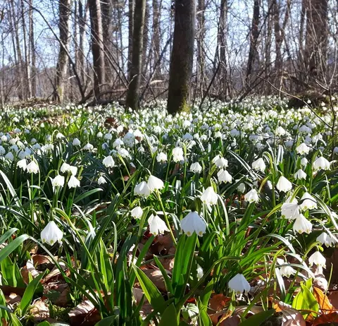 Tour zur Märzenbecherblüte am Karbach
