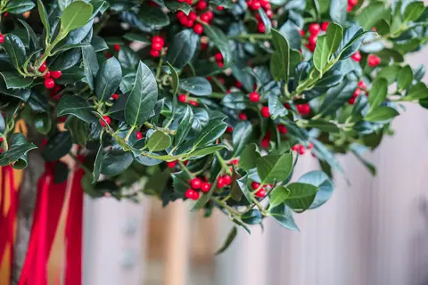 Adventskaffee – Sonntagskaffee mit Stubenmusik